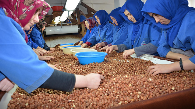 Üretilen fındık, Karadeniz'de fabrikalarda çalışan yaklaşık 25 bin dolayında kadın işçi tarafından işleniyor.