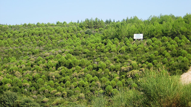 Türkiye, son 30 yılda orman alanını yüzde 6, orman servetini ise yüzde 40 artırmayı başardı.