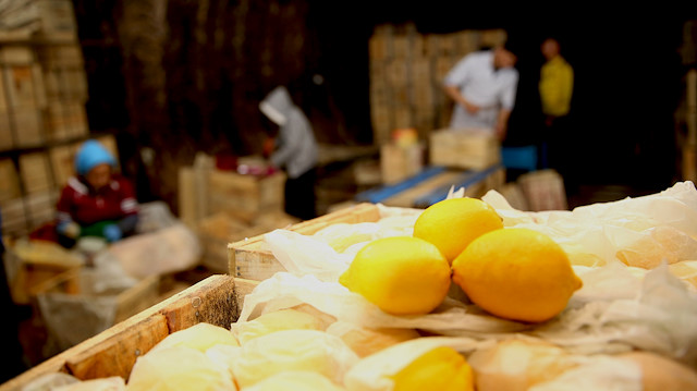 Limonun nemli olarak depolanması erken çürümesine ve fiyatların artmasına neden oldu.