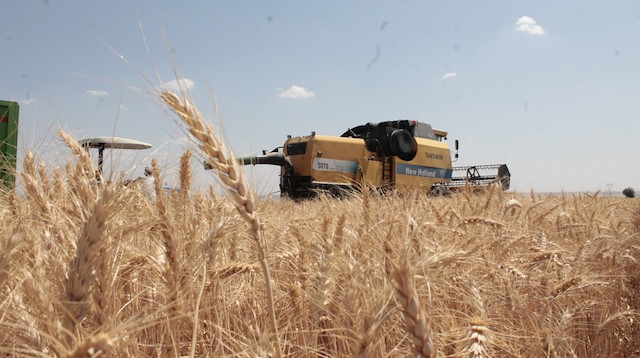 Diyarbakır’da buğday hasadı başladı.
