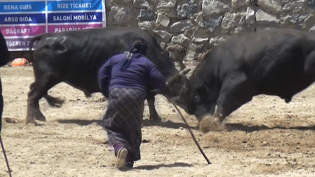 Boğa güreşine Karabelanın sahibi kadın damga vurdu