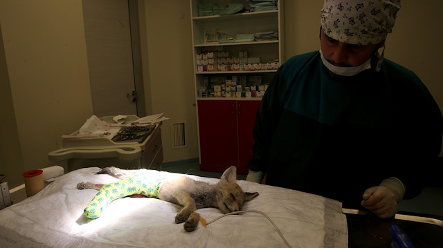 Baby fox hit by car finds new life in Turkey