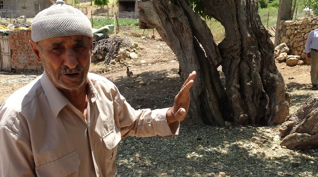 3 asırlık dut ağaçları zamana meydan okuyor