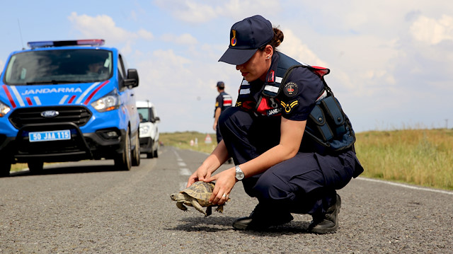 الدرك التركي يسير دوريات بكبادوكيا لحماية السلاحف في موسم التكاثر