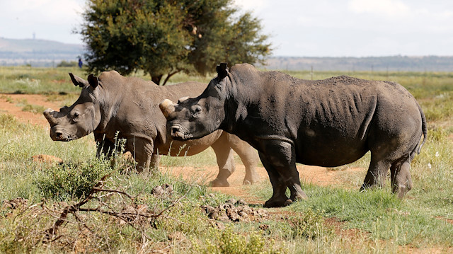 Black rhinos, one of the world's endangered animals, are seen