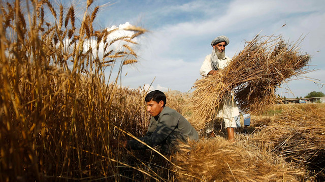File photo: Afghan farmers harvest wheat on their farm on the outskirts of Jalalabad province