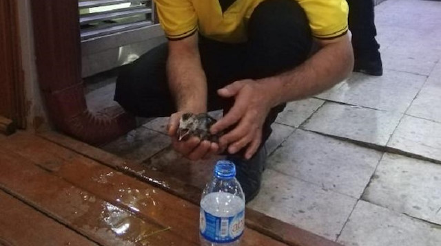 Serkan Kavalak