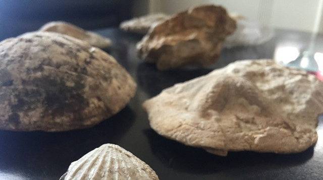 Araştırmada çok sayıda taşlaşmış deniz canlısı fosillerinin toprağın yüzeyinde, kayalarda ve taşlar üzerinde olduğu tespit edildi.