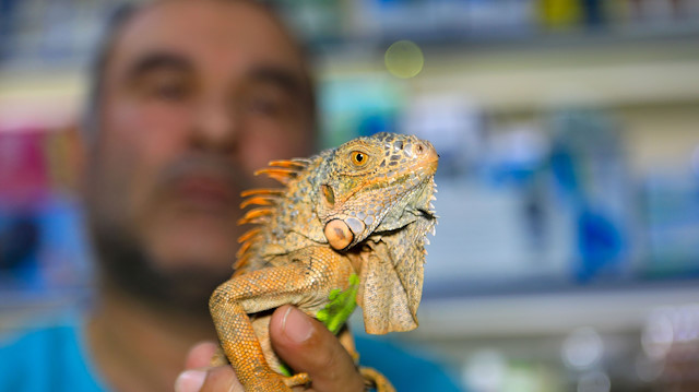 Gençler  en çok kahverengi iguanalara rağbet gösteriyor.