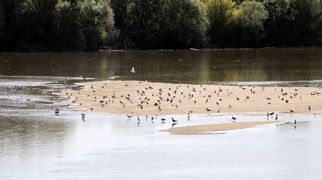  الطيور ترتاد جزرًا رملية في نهر طونجه التركي