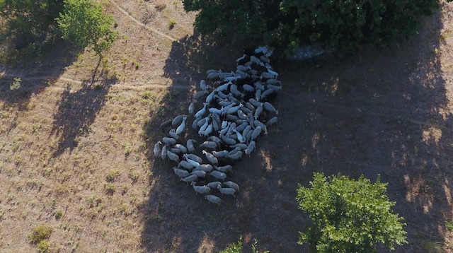Kayıp hayvanlar drone ile havadan görüntülendi. 