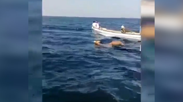 Develer 10 kilometrelik mesafeyi yüzerek geçiyor