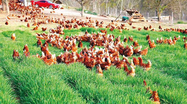 Birçok firmanın iflasın eşiğinde olduğu ifade eden üreticiler, yumurtlayan tavukları kesmek zorunda kaldıklarını belirtiyor. Kesimhanelerde kapasite yetersizliği nedeniyle kuyruklar oluşmuş durumda