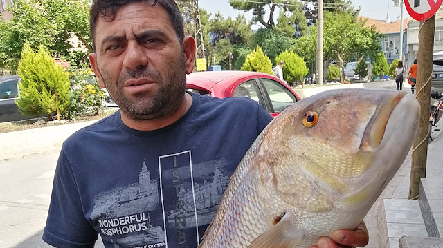 Murat Rüzgar, tuttuğu balığı kendi balıkçı dükkanında sergiliyor.