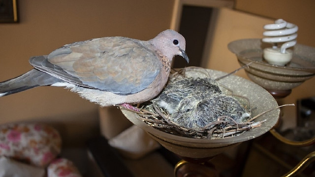Oturma odasında bulunan avizeye yuva yapıp yavrularına bakan kuş. 