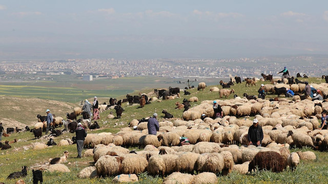 Köylülerin yayla mesaisi: Hayvanlarını verimli topraklara götürüyorlar