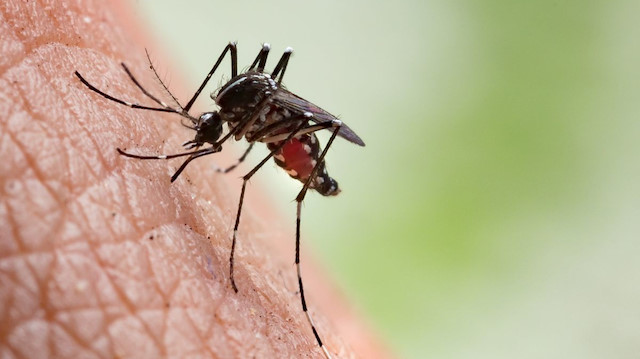Sivrisinek yoluyla geçebilen virüs, paniğe neden oldu