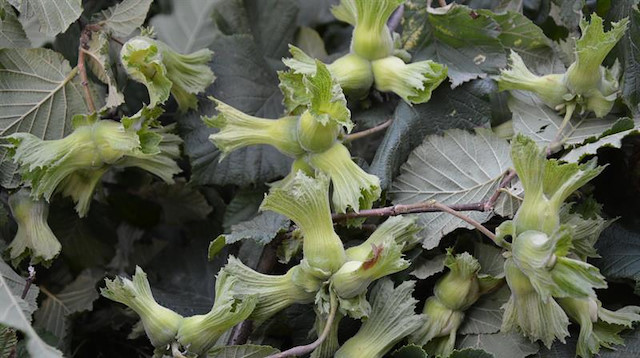 Örnek fındık bahçeleri 6 yılın ardından ekonomik olarak ürün vermeye başladı.