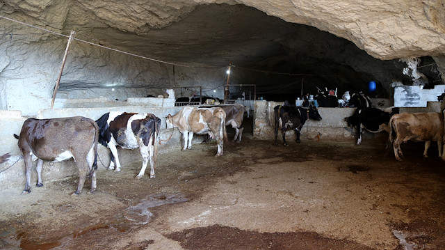 Hava sıcaklığının 45 derecelere ulaştığı Şanlıurfa'da kurbanlıklar mağaralarda yetiştiriliyor.