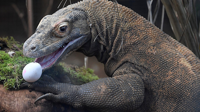 A Komodo dragon, named Ganas, attempts to eat a raw egg at London Zoo in London, Britain, March 29
