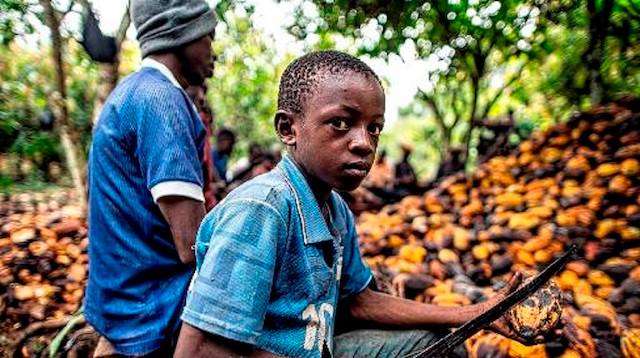 تقرير حقوقي: شركات شوكولاتة عالمية متورطة بعمالة أطفال أشبه بالعبودية
