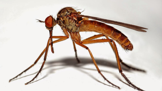Aman dikkat: Sivrisinekler kan grubuna göre geliyor