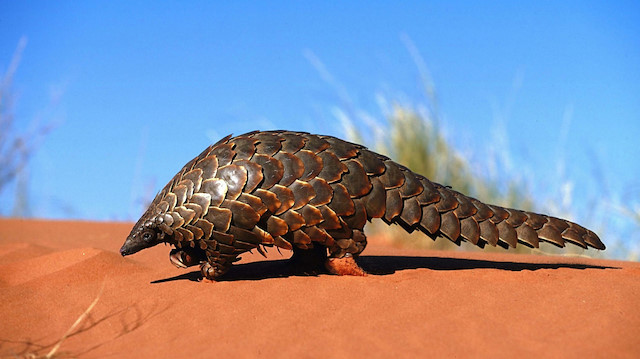 İstanbul'da piyasa değeri yaklaşık 8,5 milyon olan pangolin pulu ele geçirildi