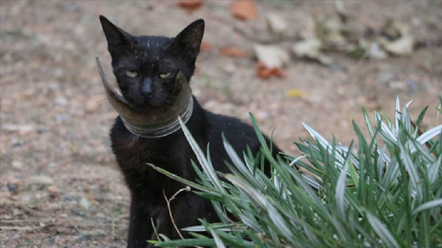 Boynuna takılı kalan cam kavanozun parçasıyla 10 gündür yaşamını sürdüren kedi sonunda yakalandı