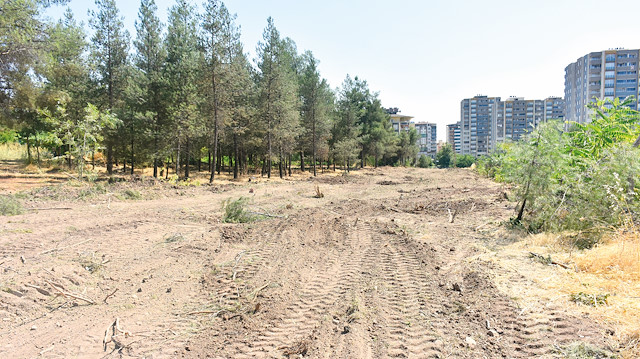 Yol yapımı gerekçesiyle 170 yetişkin ağaç kesildi.