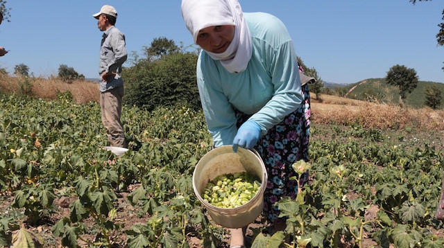 Nisan ayında başlayan bamya yetiştiriciliği eylül ayına kadar devam ediyor.