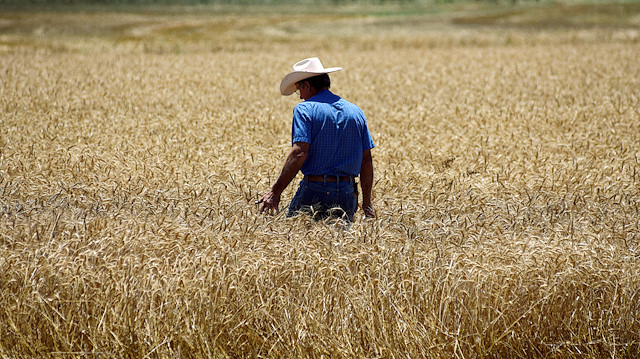 FILE PHOTO: Farmer Kenton Gossen looks out over his wheat field during the wheat harvest in Corn, Oklahoma, U.S., June 12, 2019. REUTERS/Nick Oxford?/File Photo


