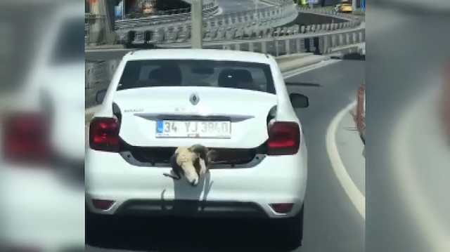 Kurbanlık koçu otomobilin bagajında taşıdı