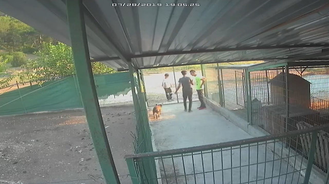 Barınaktan yasaklı ırk köpekleri çalan hırsızlar kamerada