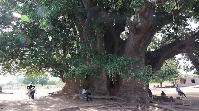 Baobab ağacı