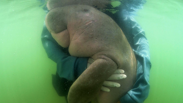 Rescued Thai baby dugong killed by ocean plastic