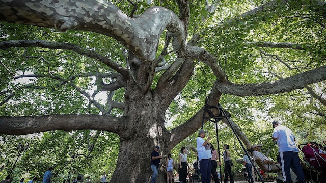شجرة "إينكايا" التركية.. شاهد تاريخي يتجاوز 6 قرون