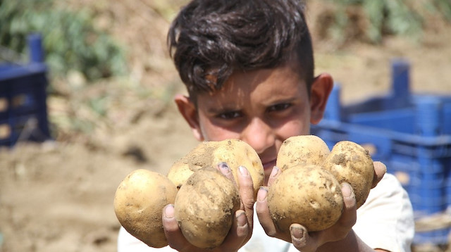 Eskişehir'de patates hasadı.
