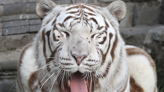 Royal white tiger Mumbai is pictured at the Pairi Daiza wildlife park, a zoo and botanical garden in Brugelette, Belgium August 2, 2019. REUTERS/Yves Herman

