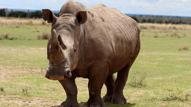 Last three Northern white rhinos in Kenya at the edge of extinction