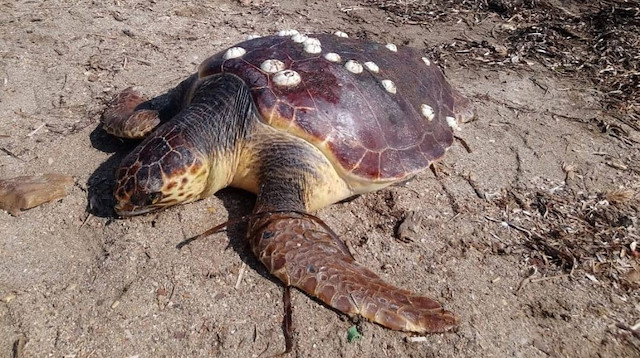 Ayvalık'ta ölü bulunan caretta caretta cinsi kaplumbağanın incelemeler sonucu iç organlarının alındığı belirtildi.