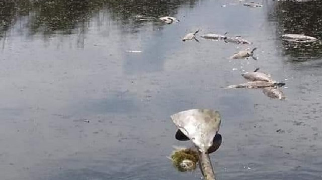 Eber Gölü'ndeki balıklar, su seviyesinin azalması ve gölün tabanındaki kirliliğin gaz oluşturması dolayısıyla ölüyor.