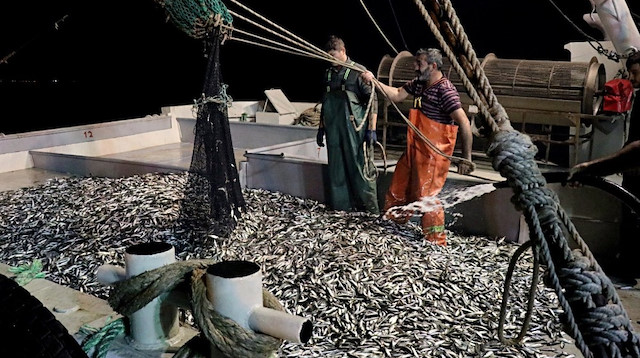 120 kasa istavrit yakalayan balıkçılar, 
