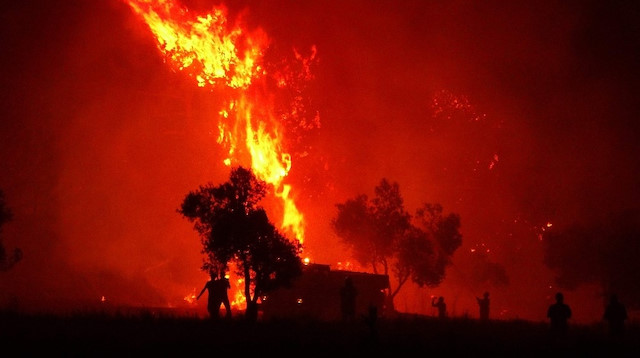 Orman yangınlarında yüzlerce hektar alan yandı. 