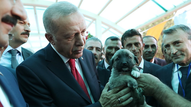 Sivaslılar, Cumhurbaşkanı Erdoğan'a 60 günlük Kangal yavrusu hediye etti