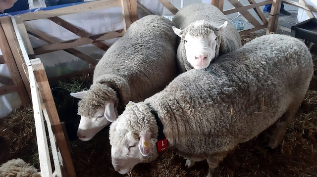 'Suffolk' ve 'İle de France' koyunları dünyanın en verimli ırkları arasında gösteriliyor.