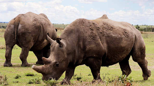 File photo: Last Northern white rhinos in Kenya at the edge of extinction

