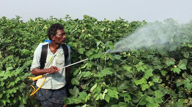 FILE PHOTO: A labourer sprays pesticides 