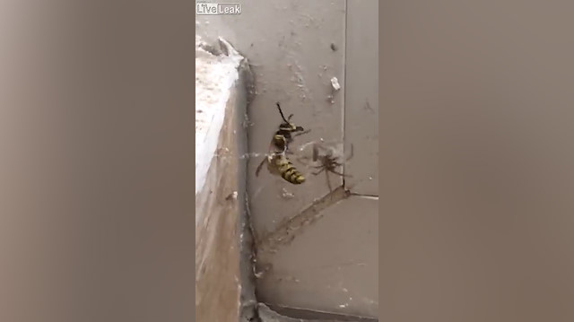 Örümcekle eşek arısının nefes kesen mücadelesi