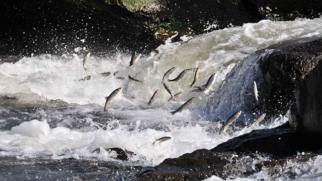 Göldeki su azlığı endemik balık türlerinin yaşamını tehlikeye soktu. 