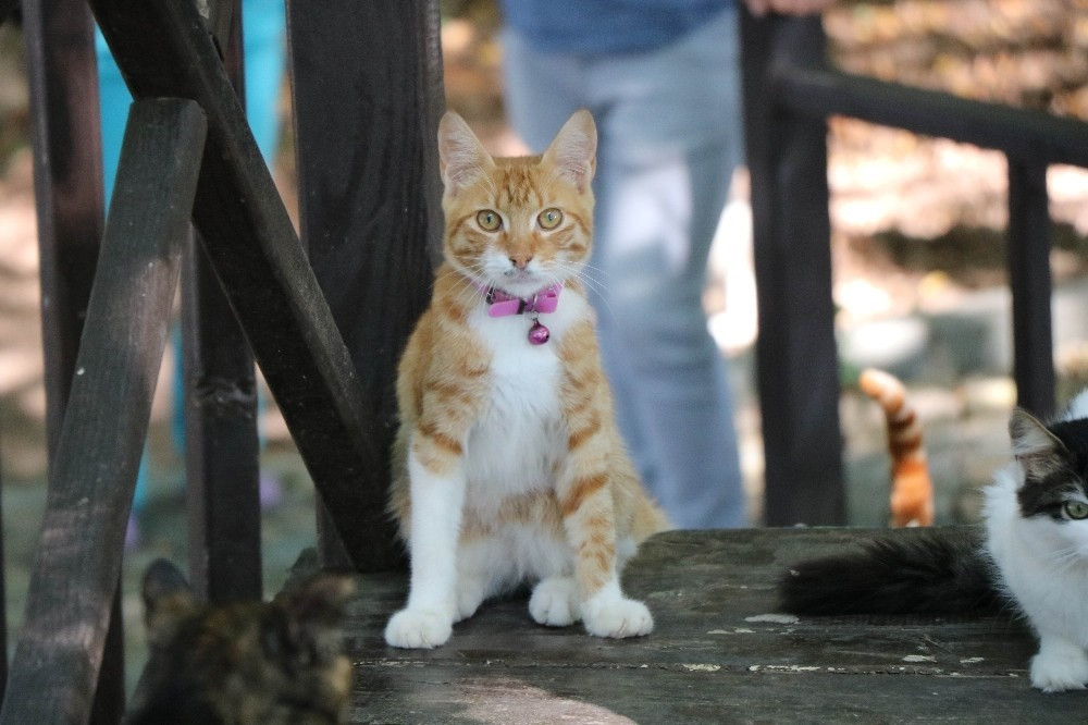 muzigi duyan yuzlerce kedi yemege